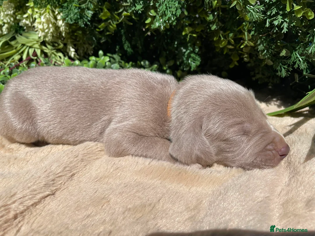 Weimaraner dogs for sale: ✨ KC Weimaraner Puppies — Champion Bloodlines ✨ - Advert 2