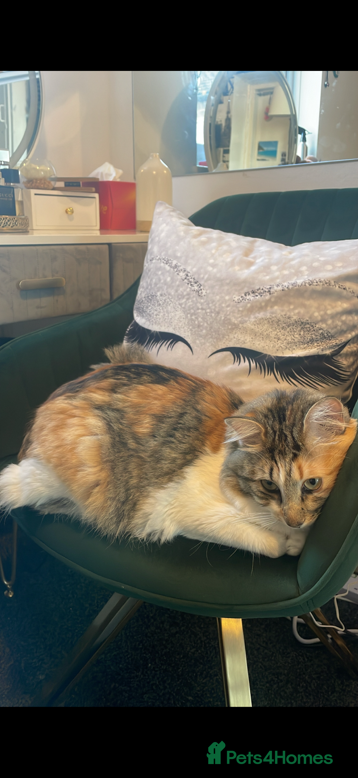 Mixed Breed cats Boy cat up for adoption - Advert 1