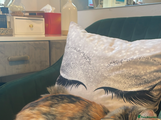 Mixed Breed cats Boy cat up for adoption - Advert 1