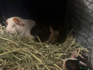 Guinea Pig rodents Three female guinea pigs - Advert 2