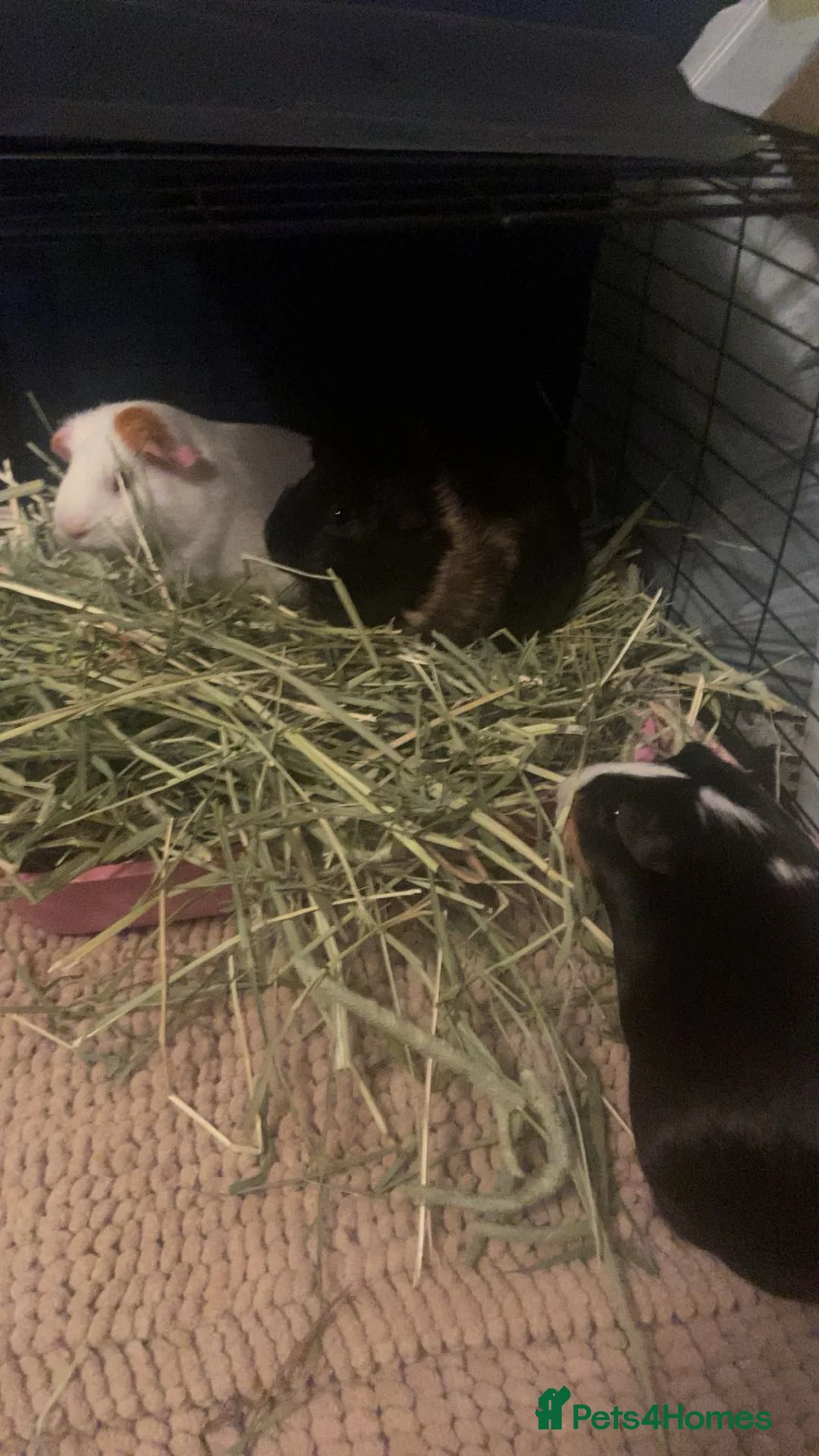 Guinea Pig rodents for sale: Three female guinea pigs  - Advert 2