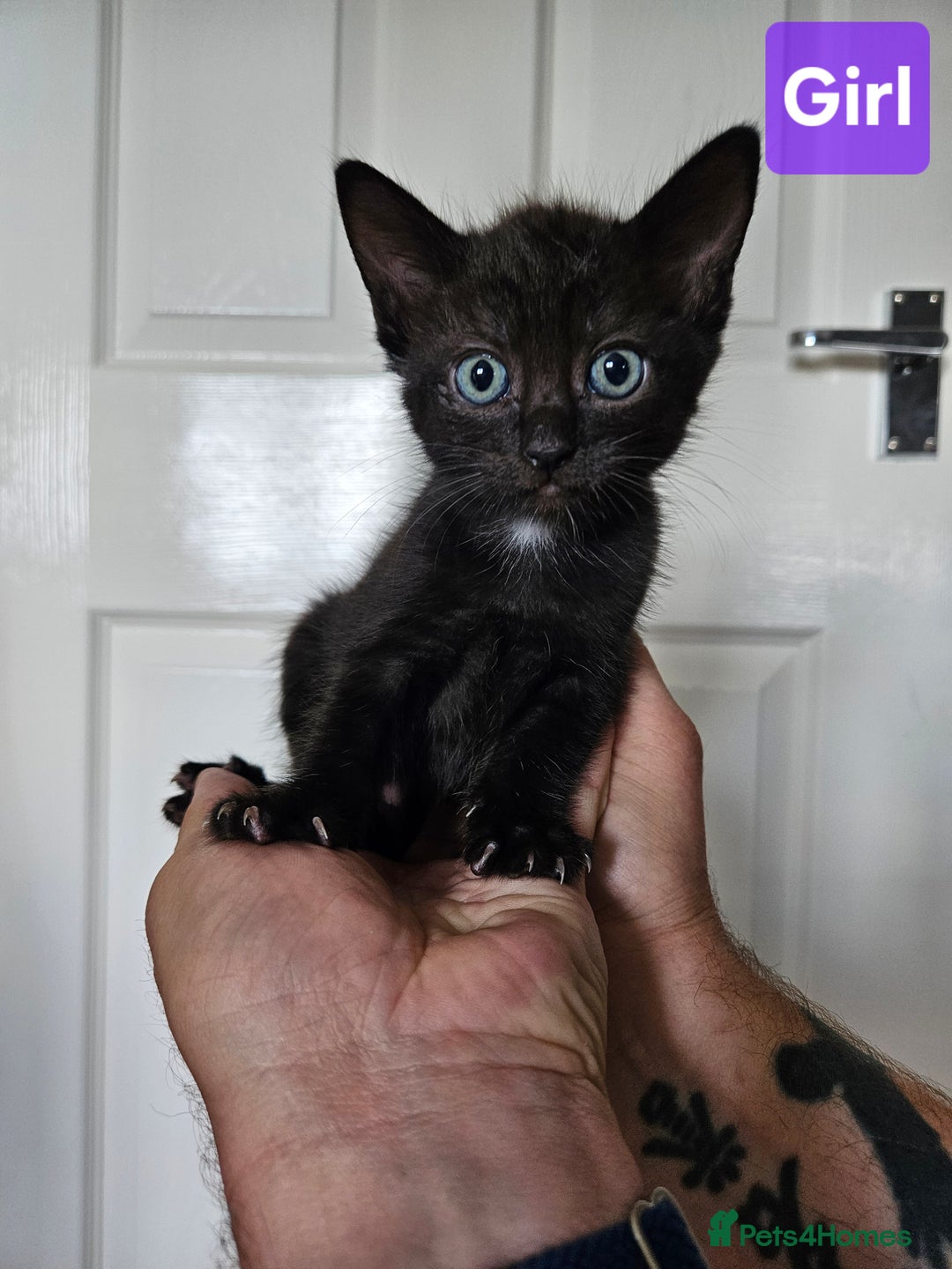 Ragdoll cats for sale: Ragdoll X Kittens - Ready to leave - Image 3