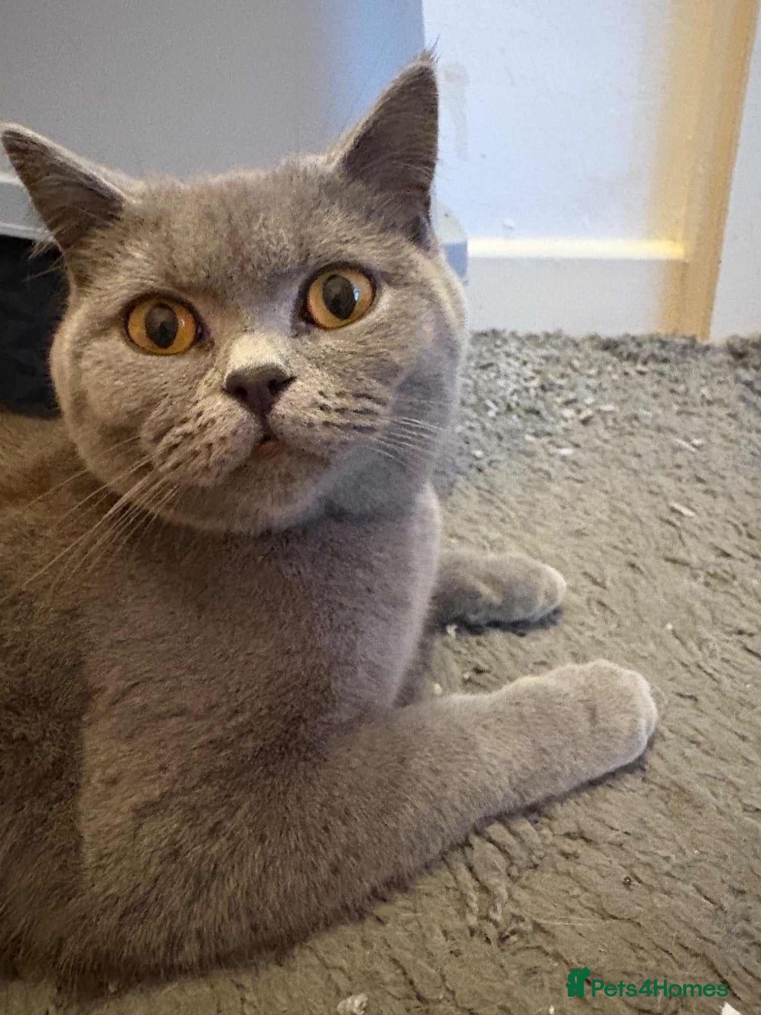 Mixed Breed cats Gorgeous British shorthair x Scottish fold - Advert 2