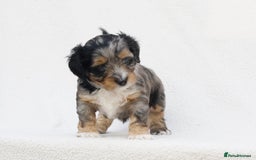 Mixed Breed dogs for sale: Havatoodle Pups - Image 7