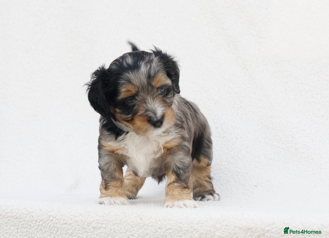 Mixed Breed dogs for sale: Havatoodle Pups - Image 7