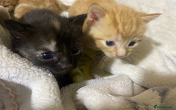 British Shorthair cats for sale: New born ginger and tortoiseshell  - Image 4