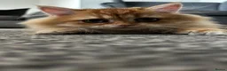 British Longhair cats for sale: Chocolate-Golden British BLH and BSH kittens  - Advert 9