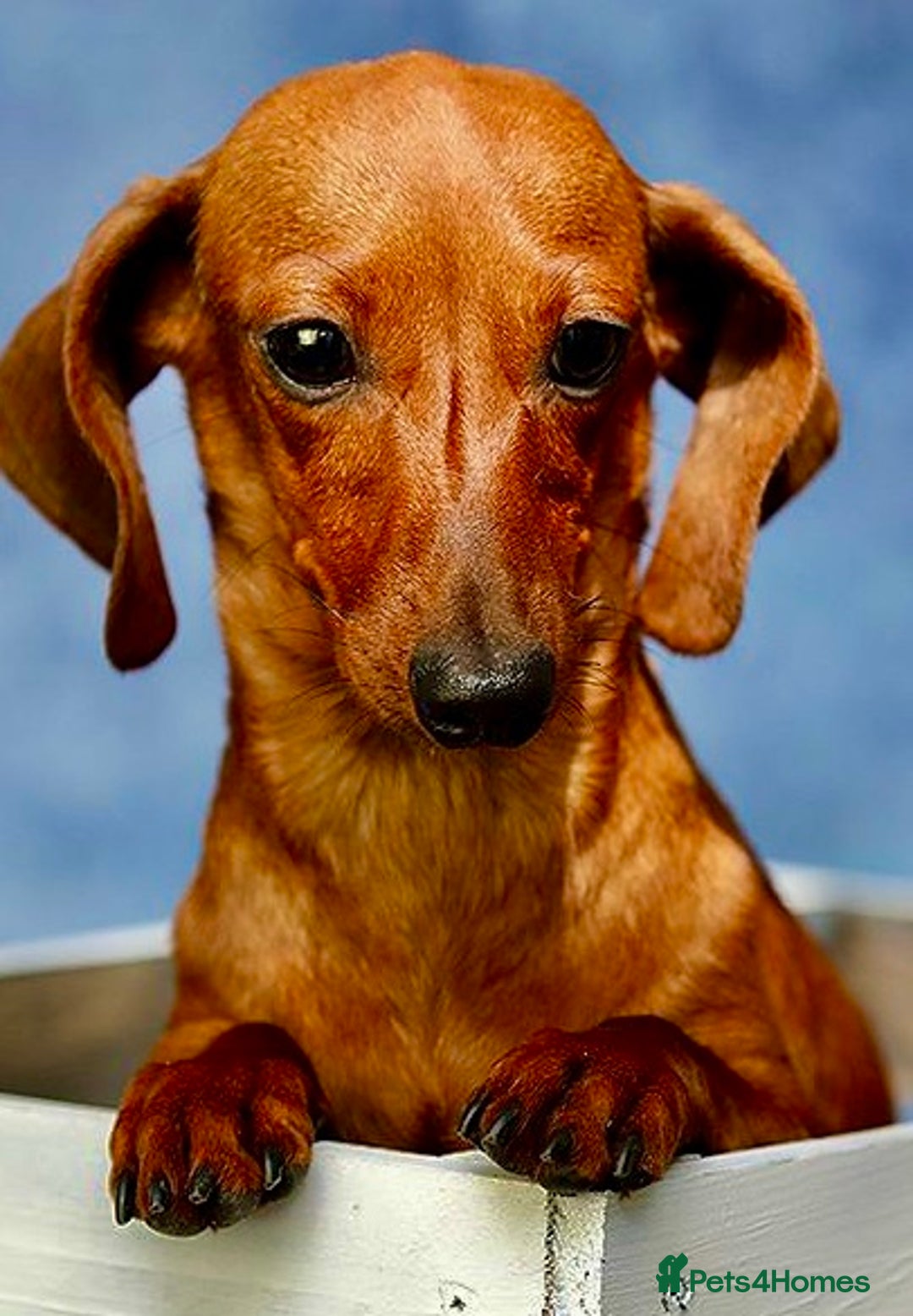 Miniature Dachshund dogs for adoption: Pixie: The Little Dog Who Escaped the Darkness - Image 1