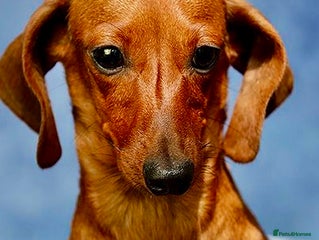 Miniature Dachshund dogs - Advert 4