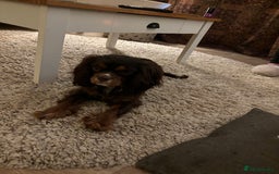 Cavalier King Charles Spaniel dogs for stud: THE BEST Looking CHOCOLATE🍫🐶 CAVALIER STUD - Image 15