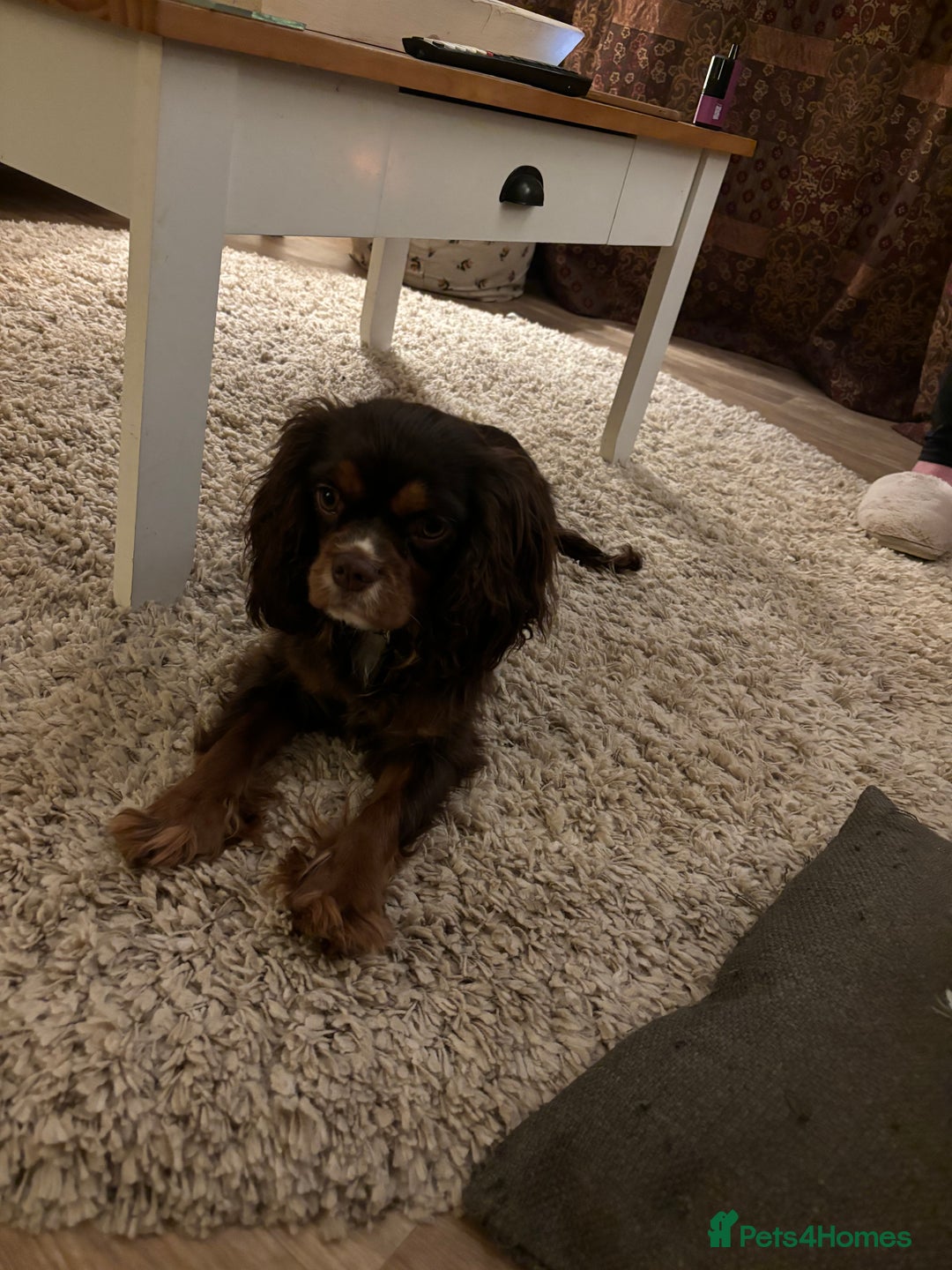 Cavalier King Charles Spaniel dogs for stud: THE BEST Looking CHOCOLATE🍫🐶 CAVALIER STUD - Image 15
