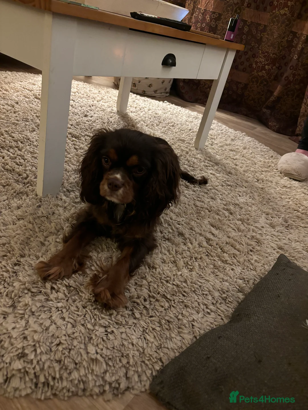 Cavalier King Charles Spaniel dogs for stud: THE BEST Looking CHOCOLATE🍫🐶 CAVALIER STUD - Advert 15