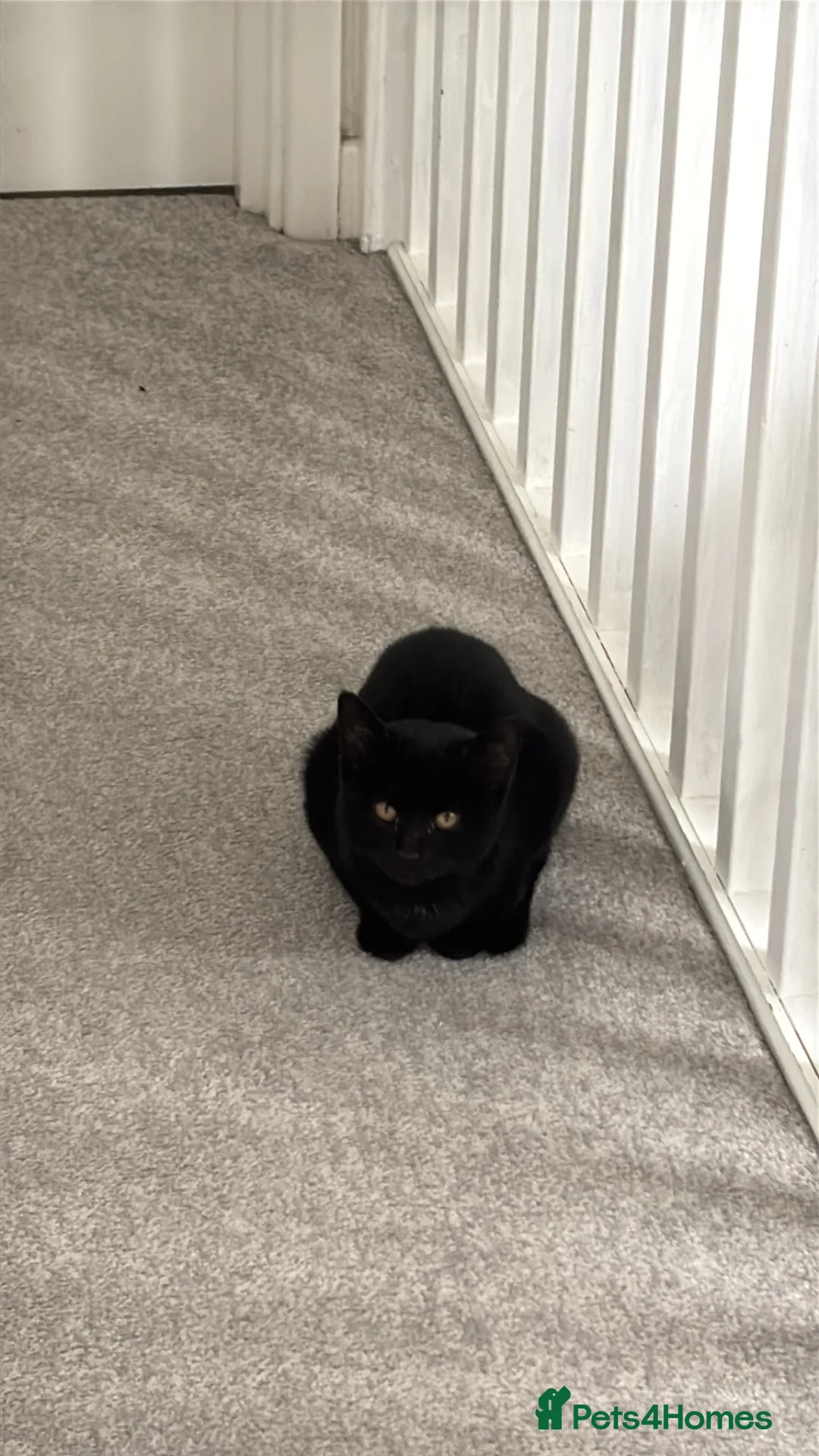 Mixed Breed cats for sale: Minnie - READ DESCRIPTION  in Wrexham - Advert 2