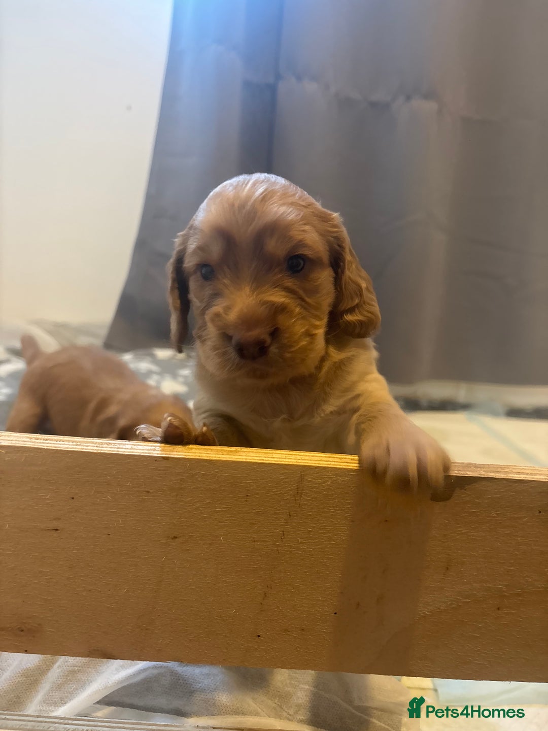 Cocker Spaniel dogs for sale: Working ginger/red cocker spaniels. - Image 8