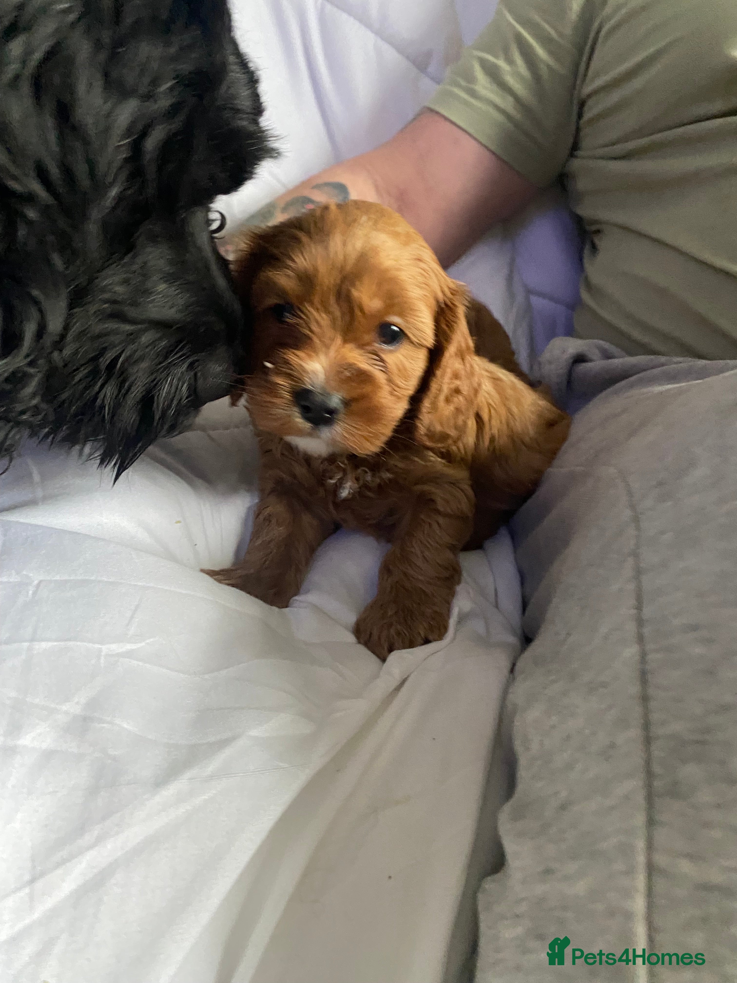 Cavapoo dogs Stunning cavapoo pups  - Advert 4