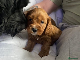 Cavapoo dogs Stunning cavapoo pups - Advert 4