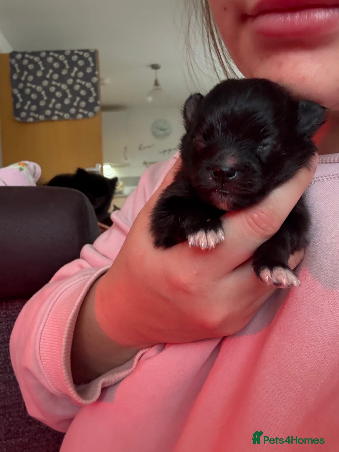 Pomeranian dogs for sale: Beautifu Litter- Russian/Chi Tien Pomeranian Pups - Advert 23