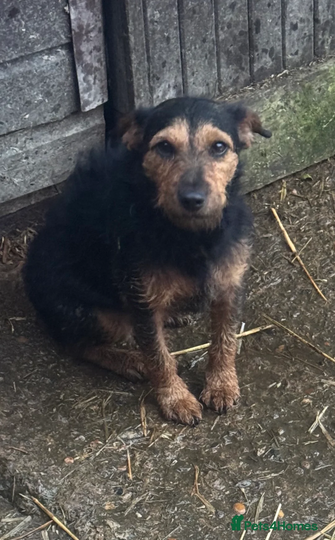 Mixed Breed dogs for sale: Cross Lakeland terrier puppies - Advert 6