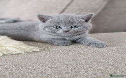 British Shorthair cats for sale: Pure BSH kittens GCCF Last Boy Left £700 - Image 12