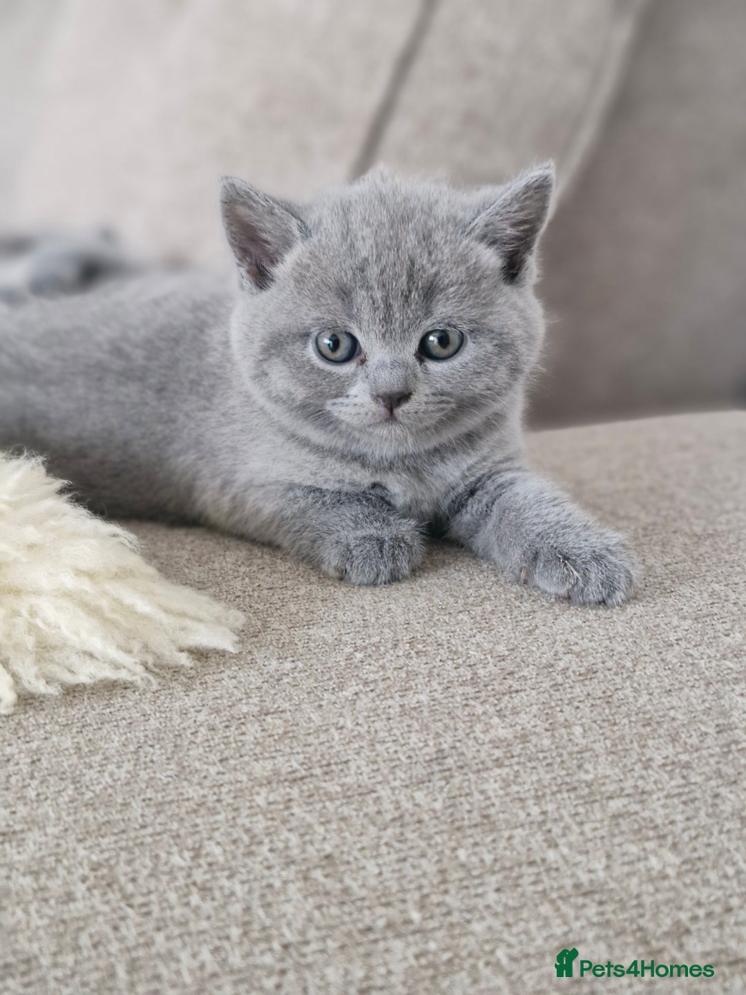 British Shorthair cats for sale: Pure BSH kittens GCCF Last Boy Left £700 - Image 12