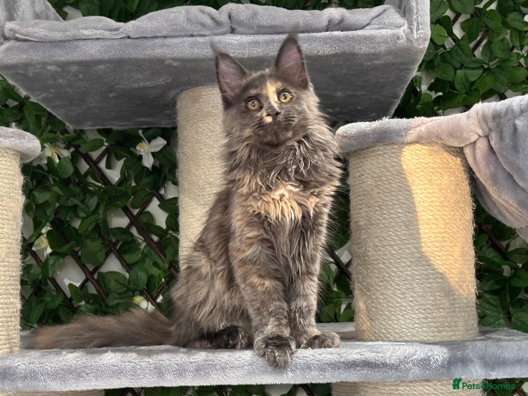 Maine Coon cats for sale: Tica Stunning Kittens  - Image 32