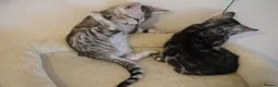 Bengal cats for sale: 2 Tica Registered male Bengal kittens for sale  in Windsor - Advert 12