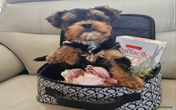 Yorkshire Terrier dogs for sale: Yorkshire Terrier - Image 3