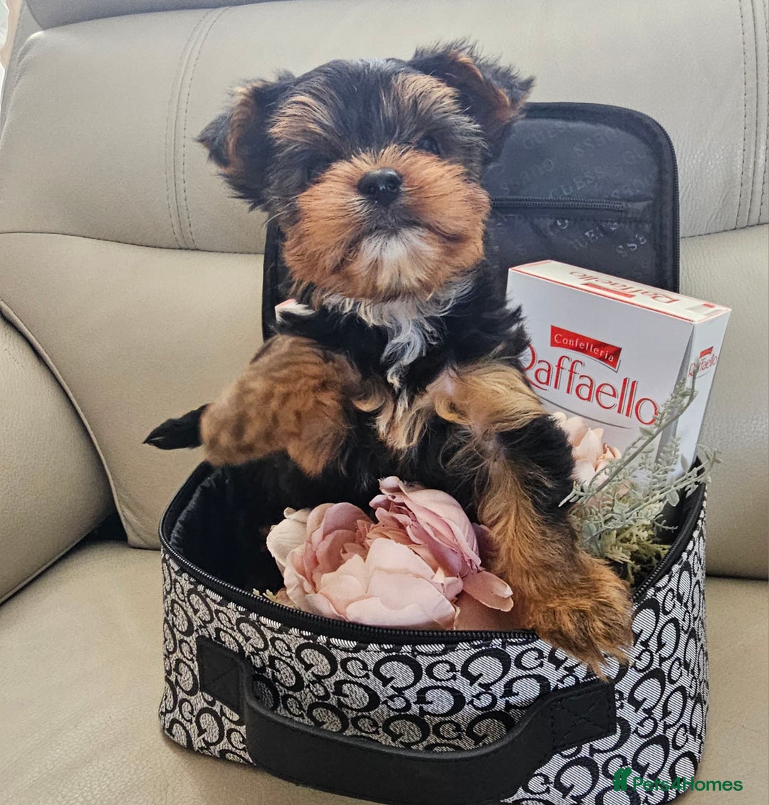 Yorkshire Terrier dogs for sale: Yorkshire Terrier - Image 3