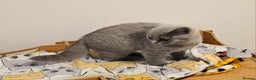 British Shorthair cats for sale: Beautiful British Shorthair kittens NEUTERED - Advert 5