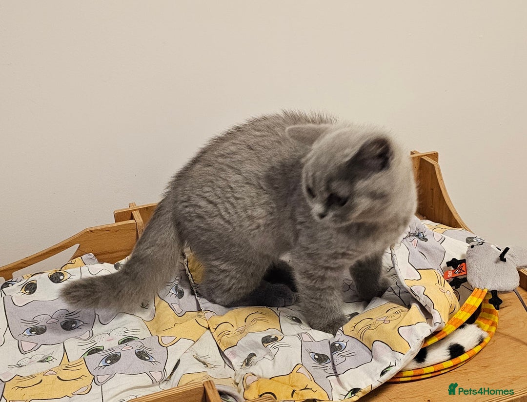 British Shorthair cats for sale: Beautiful British Shorthair kittens NEUTERED - Advert 5