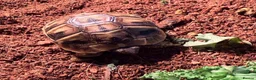 Tortoise reptiles for sale: Testudo Hermanni tortoises for sale-3 months old  - Advert 5