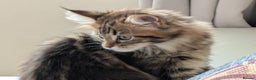 Maine Coon cats for sale: Stunning chocolate tabby kittens  - Advert 3