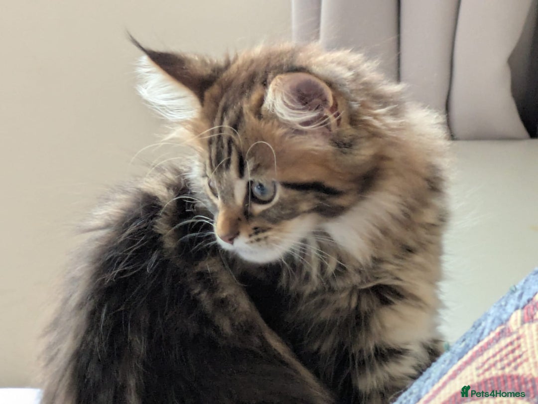 Maine Coon cats for sale: Stunning chocolate tabby kittens  - Advert 3