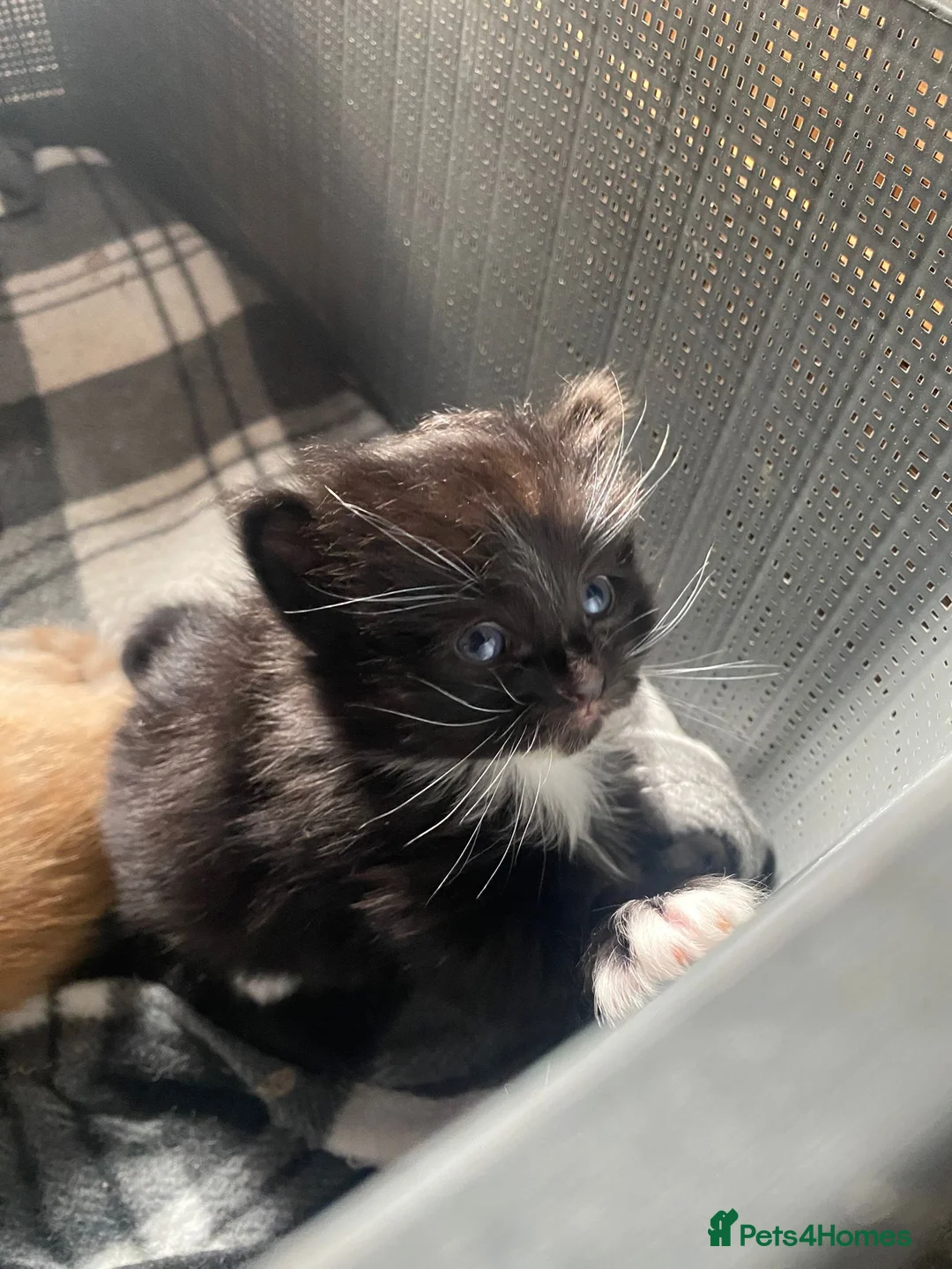 Mixed Breed cats for sale: Please read full ad - Advert 11