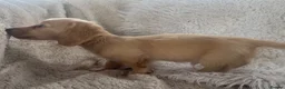 Miniature Dachshund dogs for sale: KC Longhaired Cream Miniature Dachshund Puppies - Advert 10