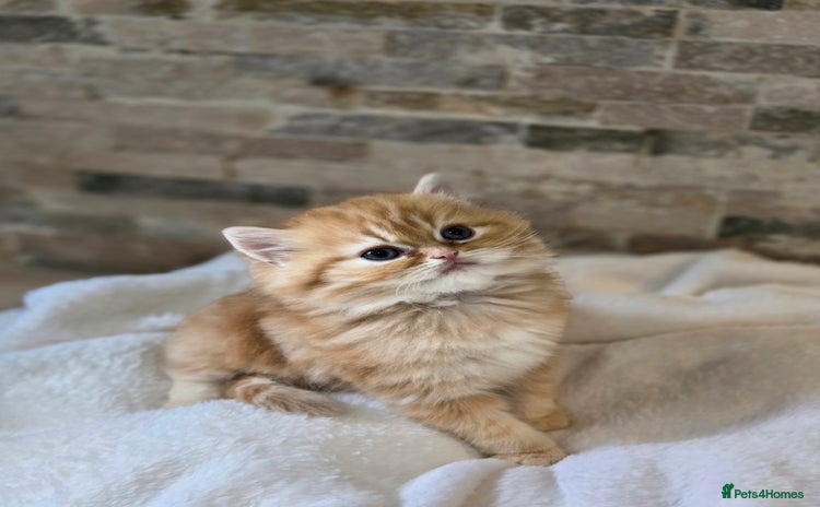 Persian cats - Advert 1