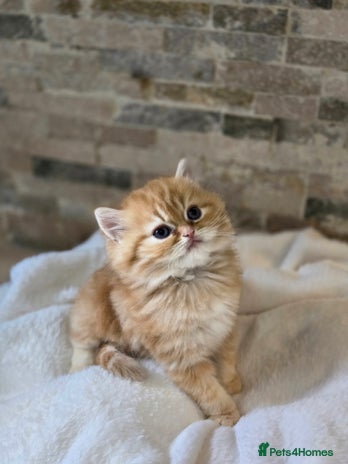 Persian cats - Advert 13