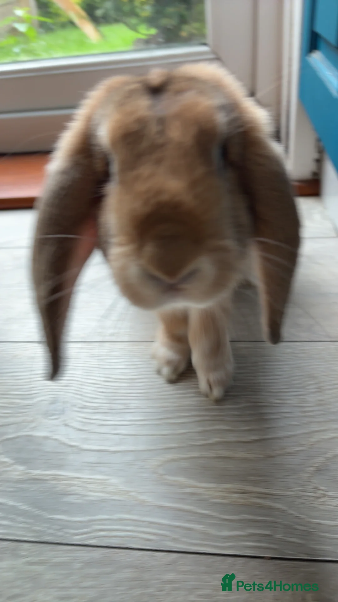 Mixed Breed rabbits for sale: Beautiful bunny  in Immingham - Advert 1