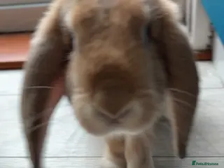 Mixed Breed rabbits Beautiful bunny - Advert 1