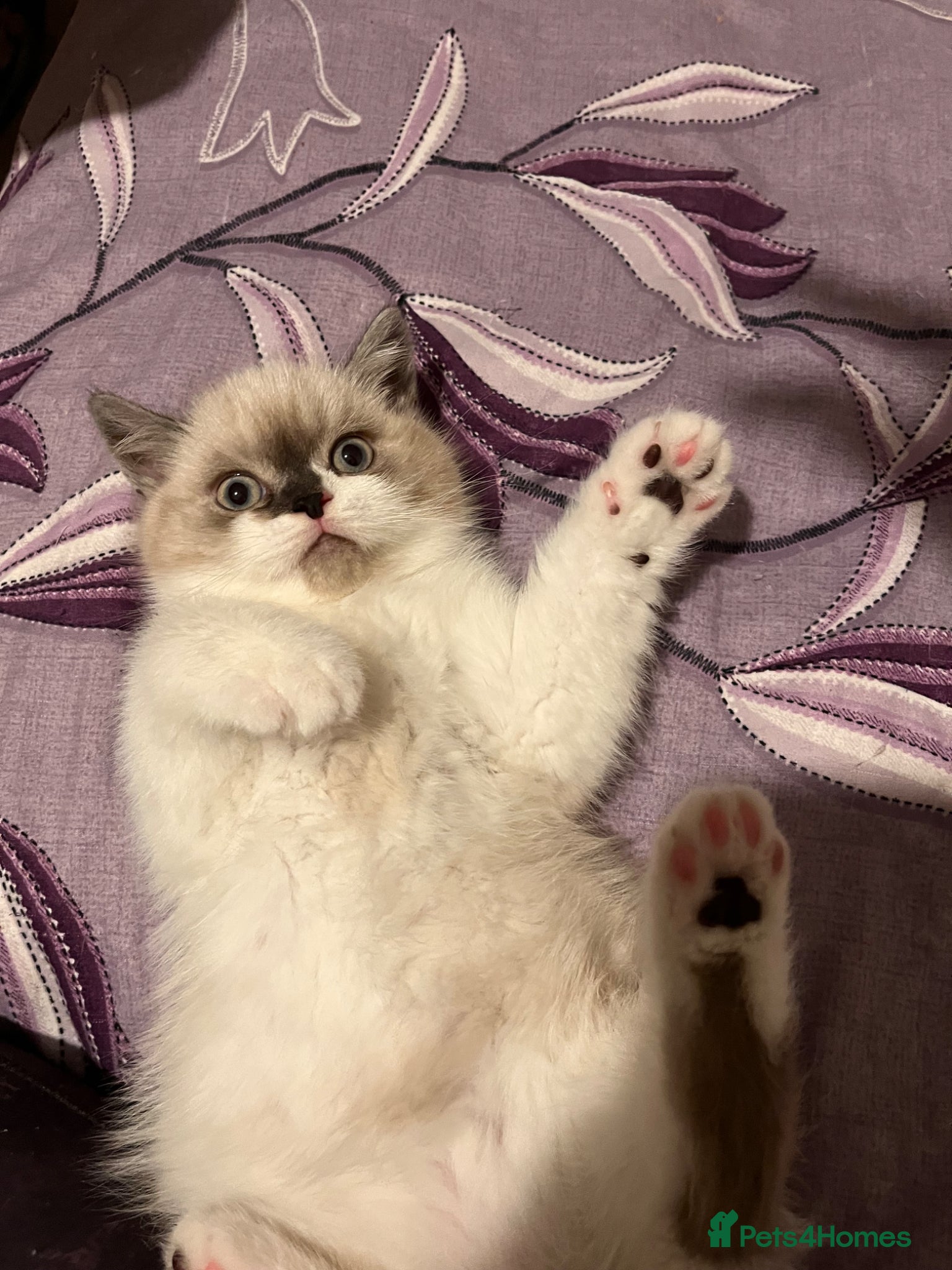 Mixed Breed cats Adorable Ragdoll cross kitten - Advert 2
