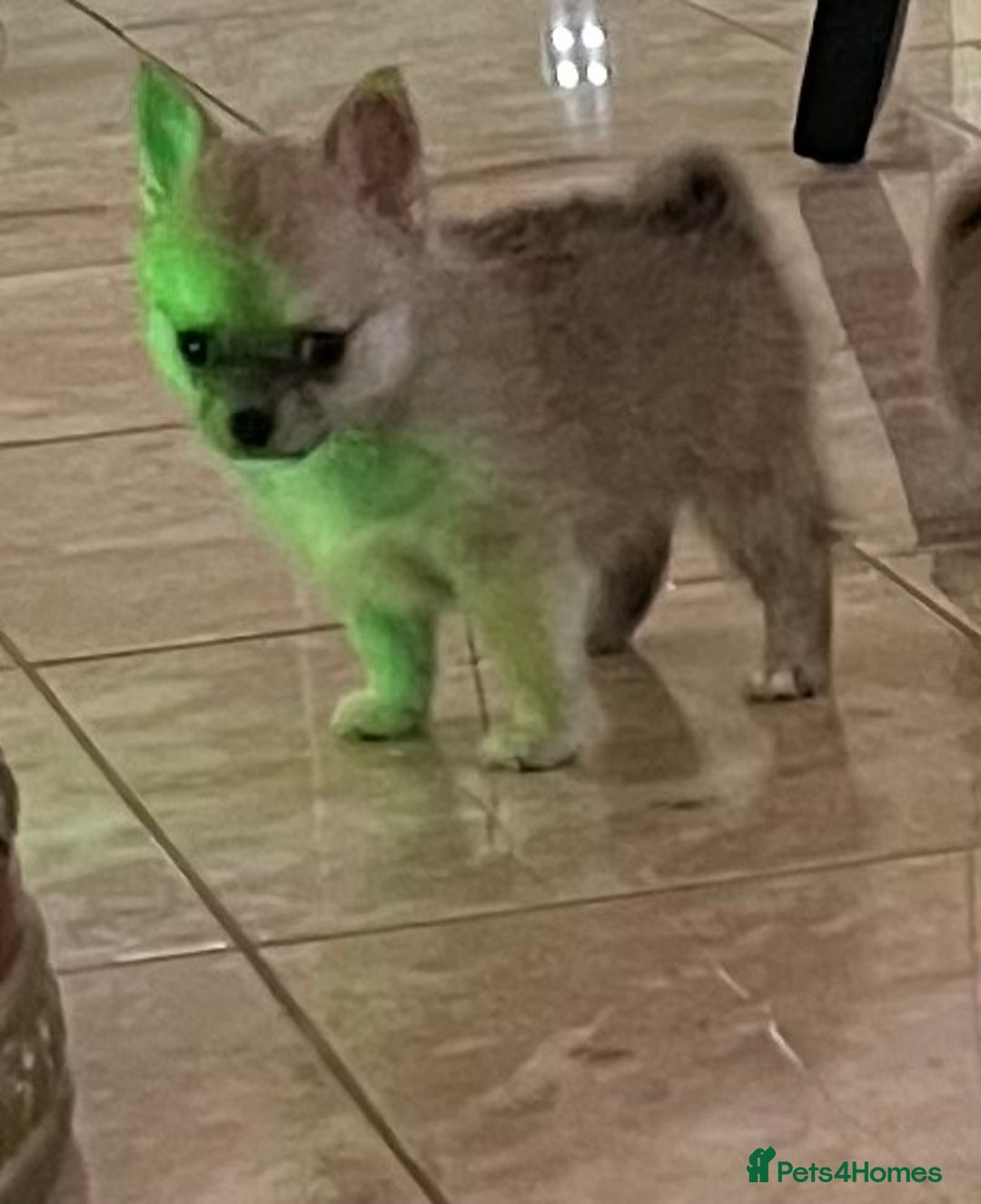 Pomchi dogs for sale: Pomchil  - Advert 9