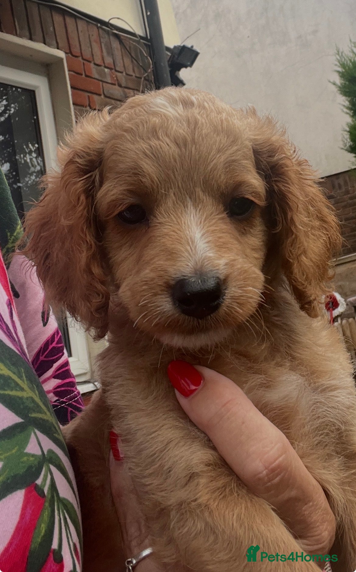 Cavapoo dogs 1 beautiful Cavapoo pup 🐶  - Advert 14