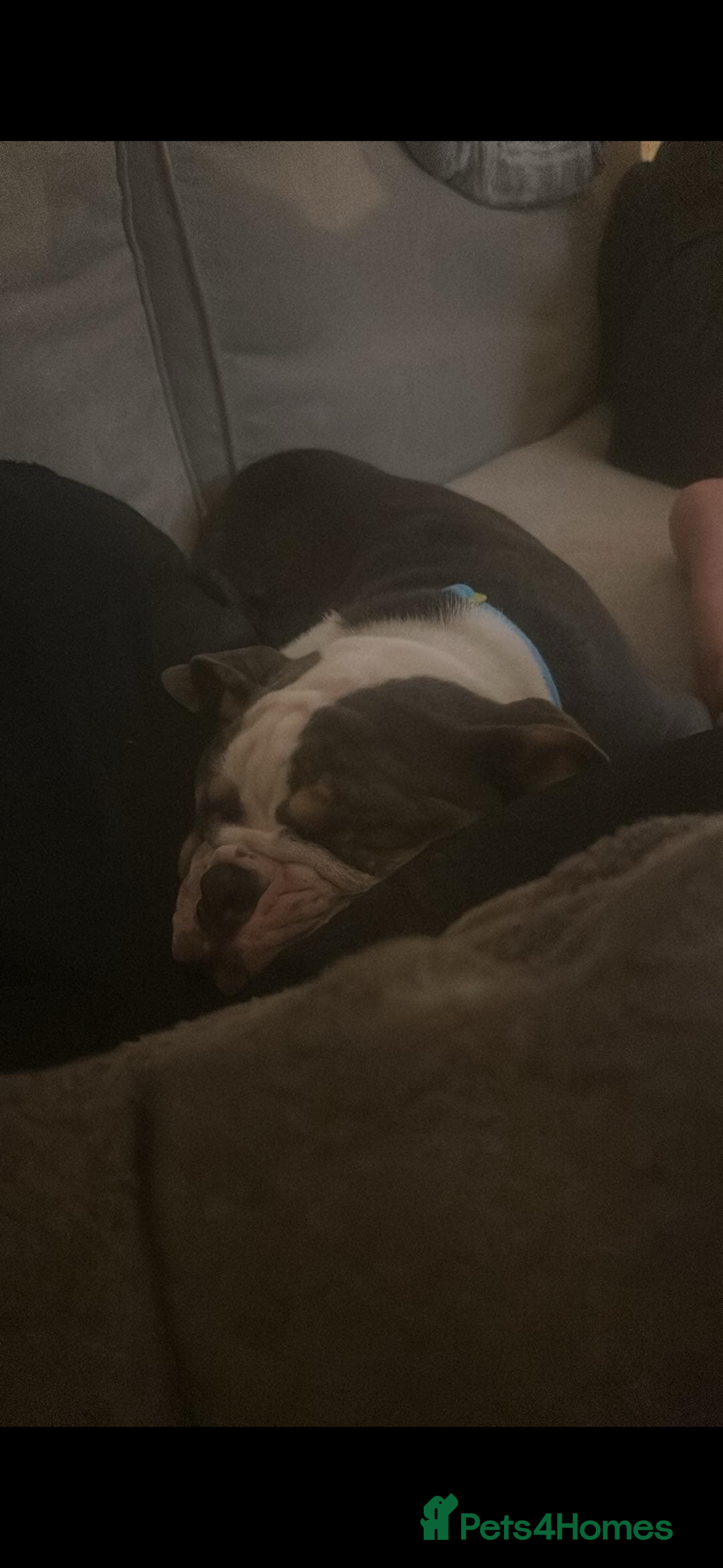 Olde English Bulldogge dogs for sale: 1 year old Olde English Bulldog - Advert 4