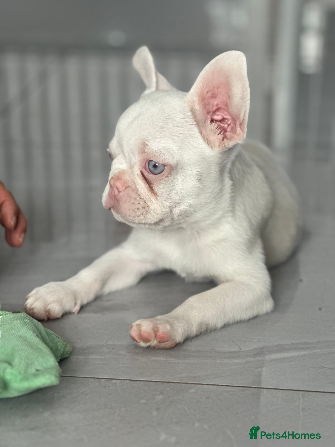 French Bulldog dogs for sale: French bulldog puppies  - Image 13