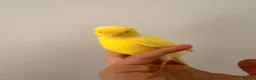 Canaries birds for sale: Adult and hand reared young canaries - Advert 21