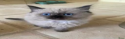 Ragdoll cats for sale: Ragdoll kittens  - Advert 20