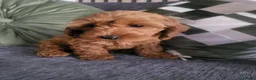 Cockapoo dogs for sale: F1b cockapoos (Ready now) - Advert 7