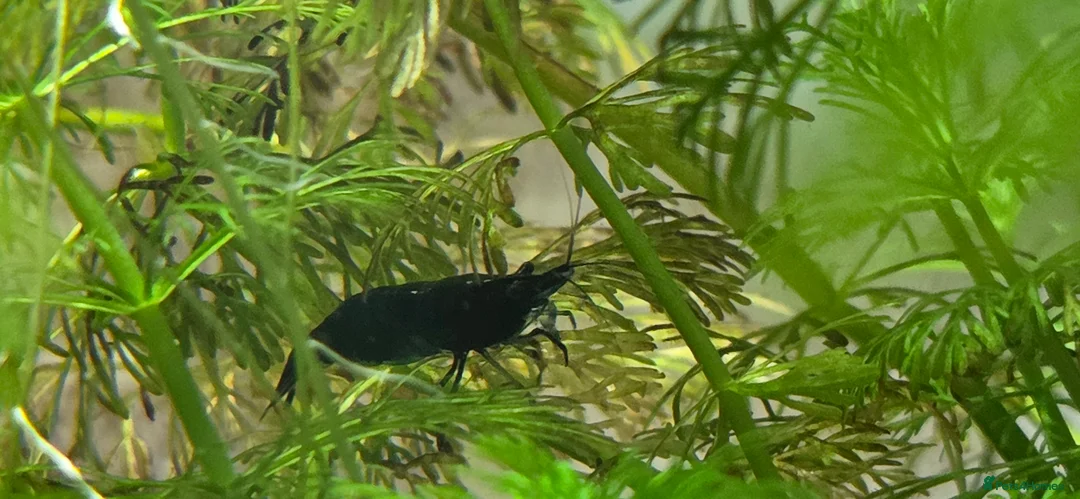 Shrimps fish for sale: 2x fully stocked shrimp and guppy tanks - Advert 3