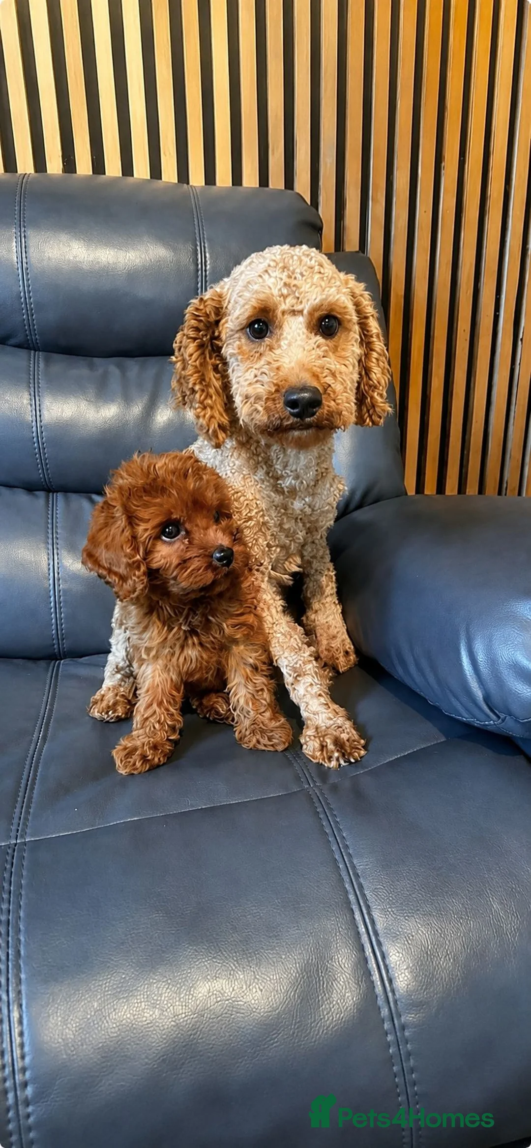 Cavapoo dogs for sale: Beautiful Red Cavapoo Girl – Ready Now in Milton Keynes - Advert 1