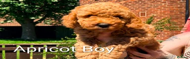 Apricot Boy